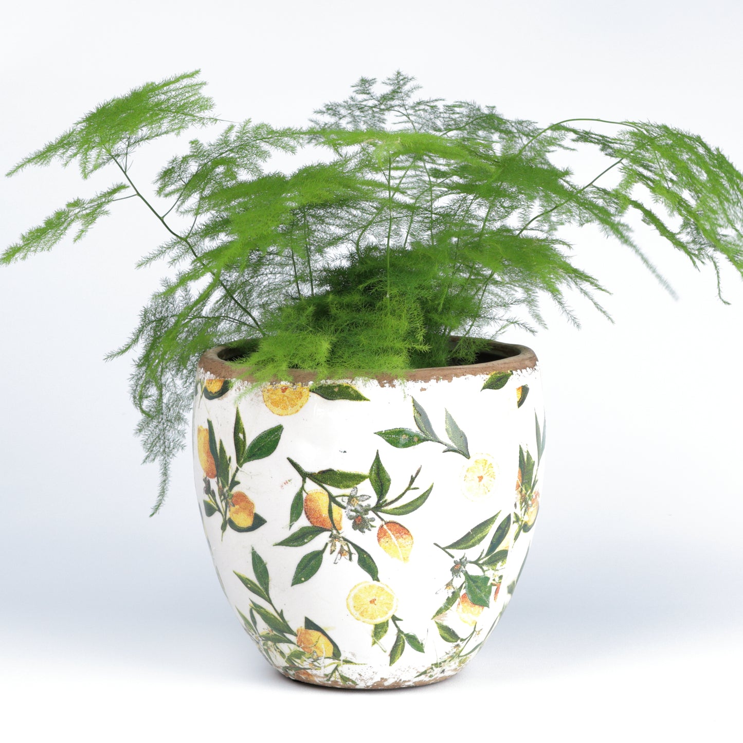 Lemon Branch Cone MISSING SCENE