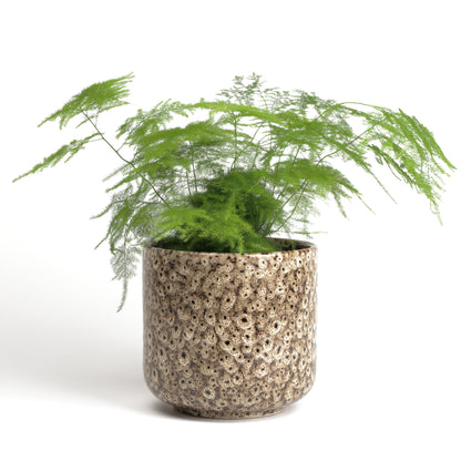 Tortilla Frogspawn Cylinder Large