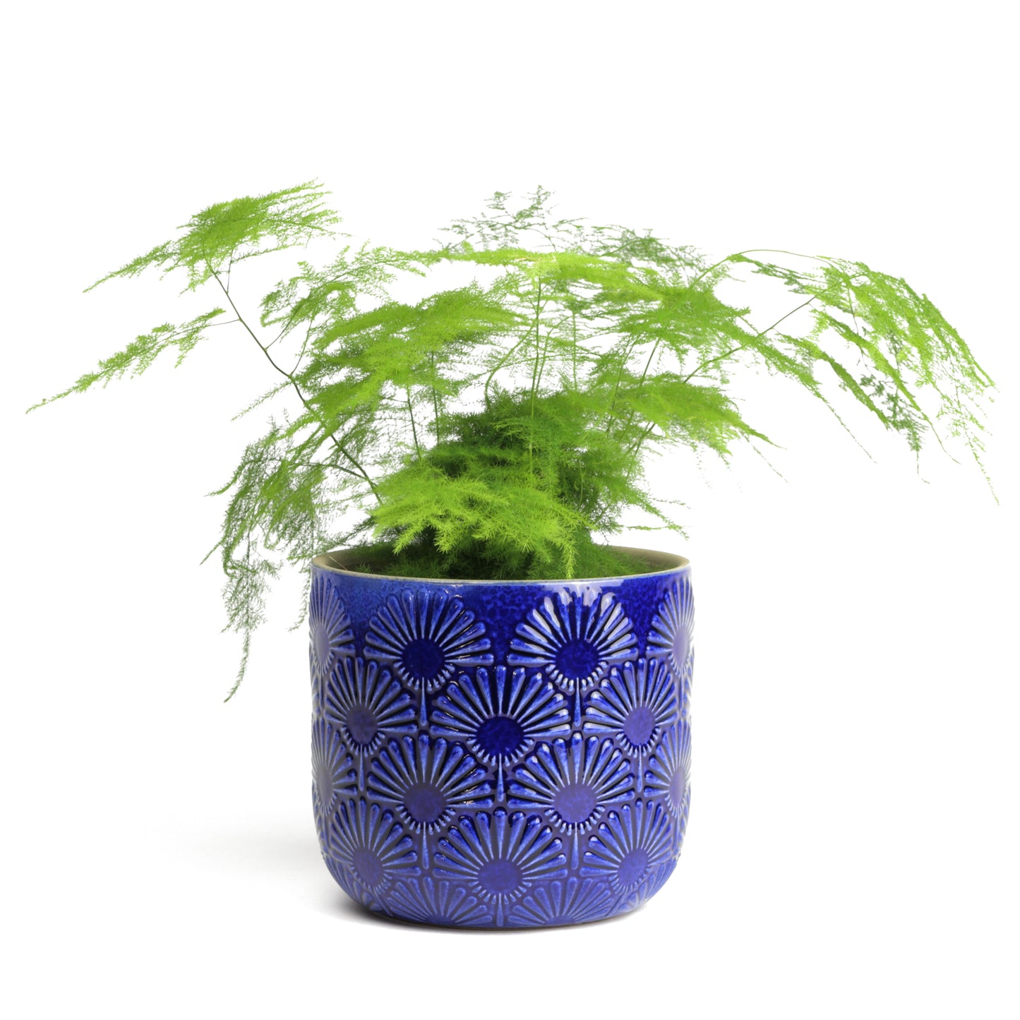 Azure Daffodil Planter