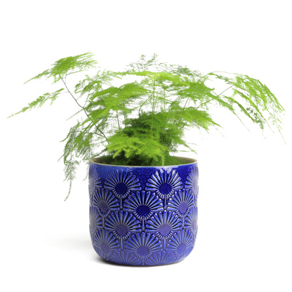 Azure Daffodil Planter