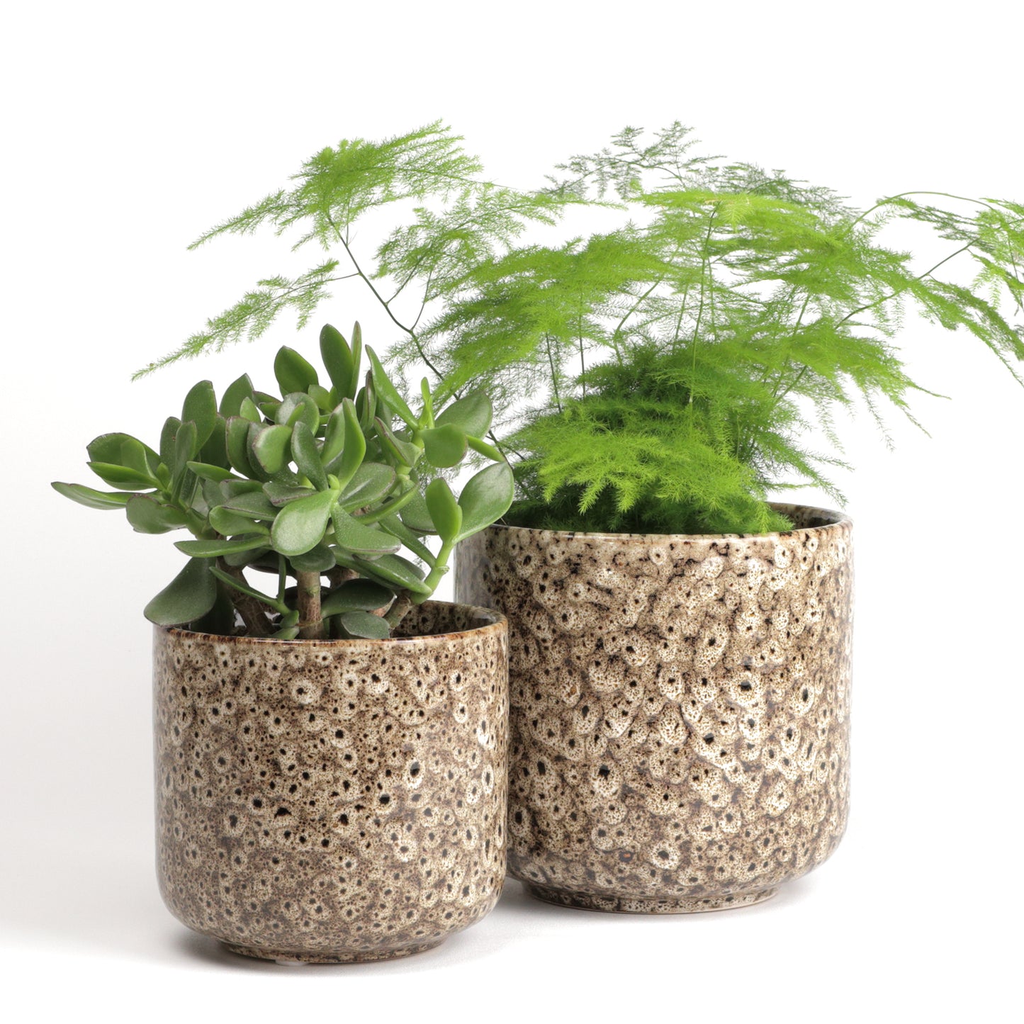 Tortilla Frogspawn Cylinder Small