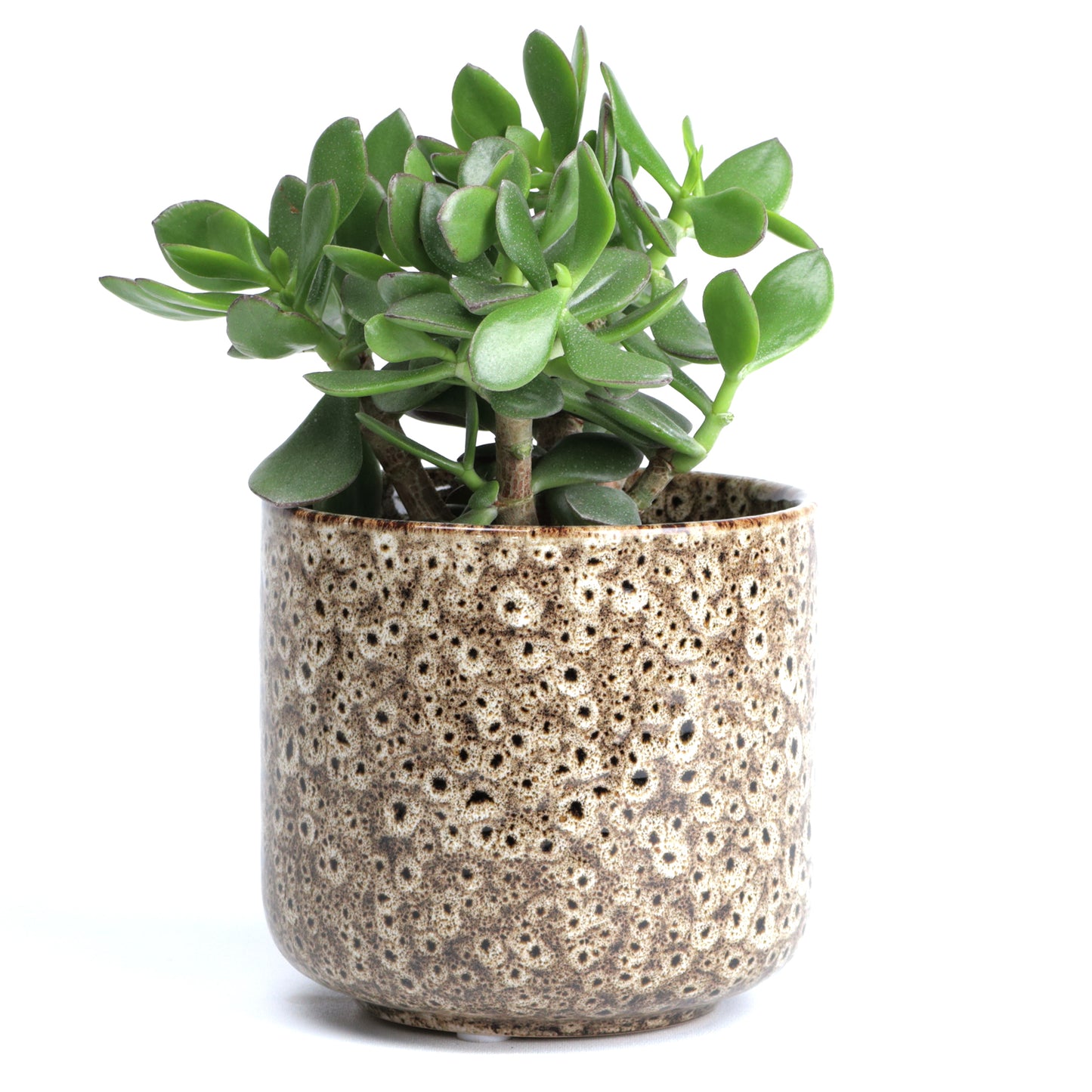 Tortilla Frogspawn Cylinder Small