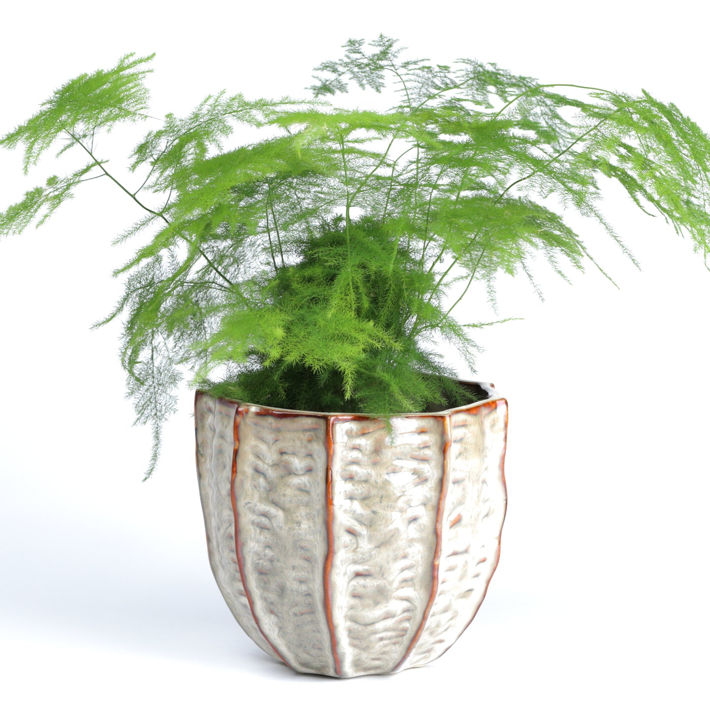 Clam Cone Large MISSING MEASUREMENTS