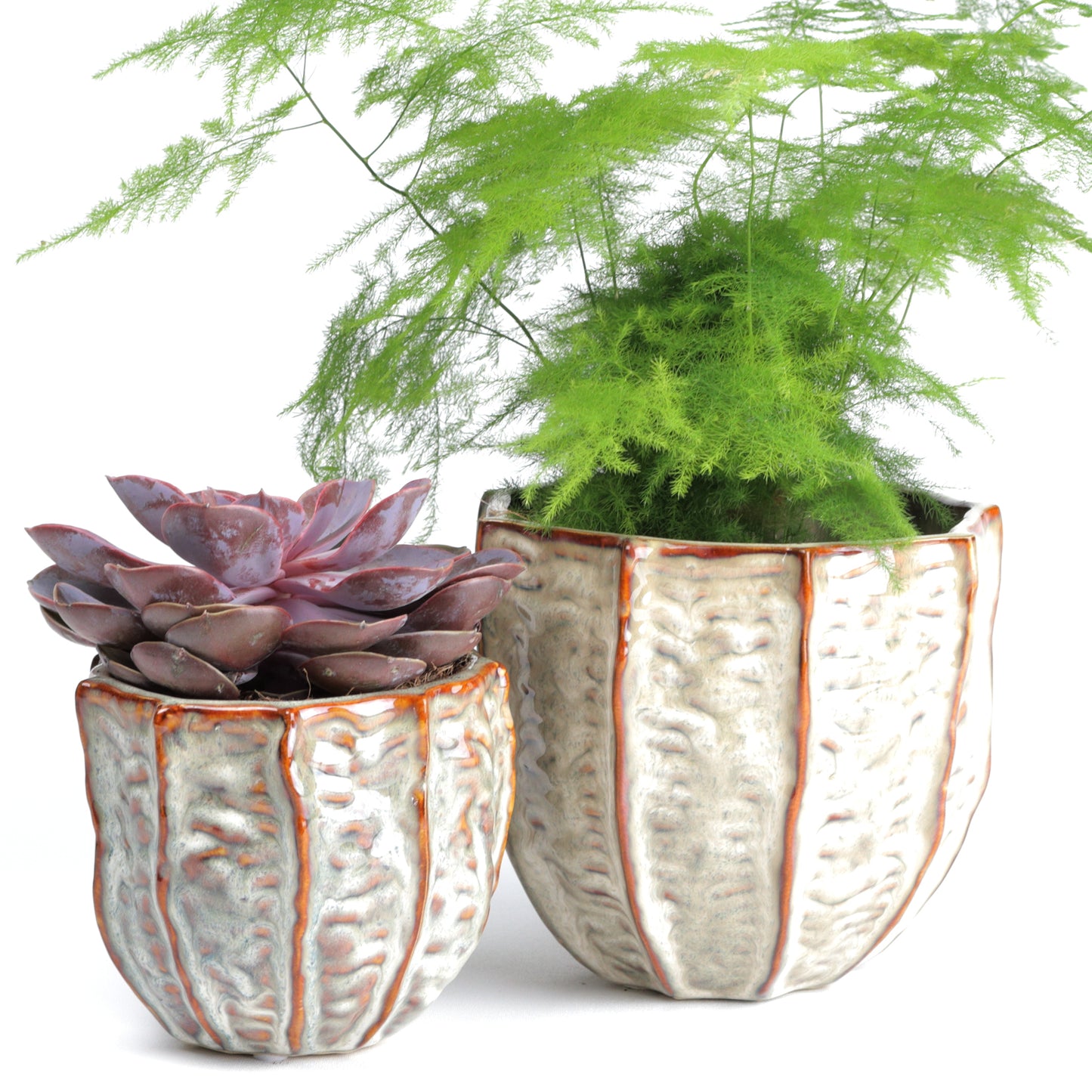 Clam Cone Large MISSING MEASUREMENTS