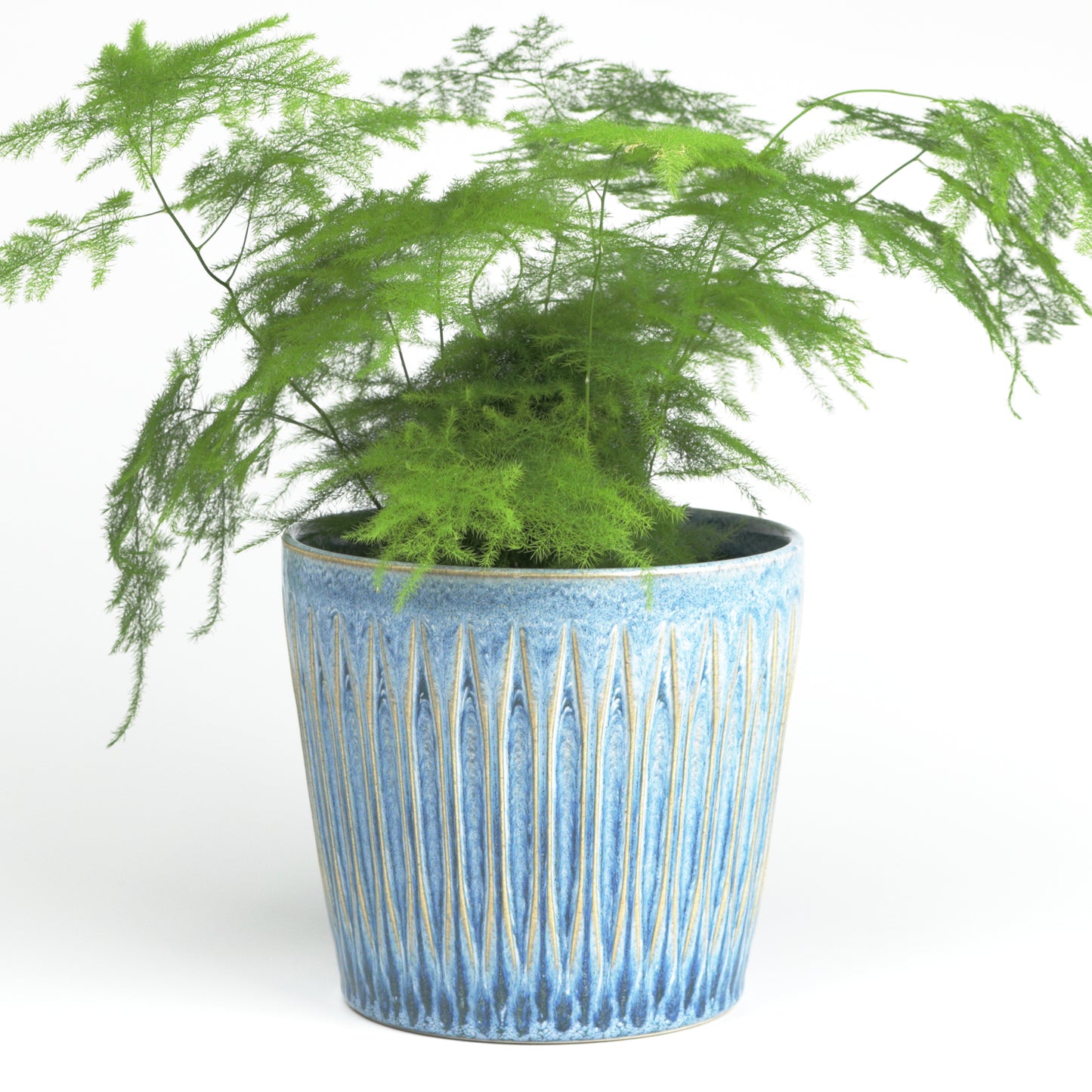 Azure finned cone Large