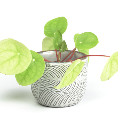 Ivory leaf planter