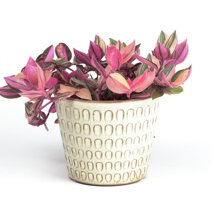 Cream scalloped Cone Small