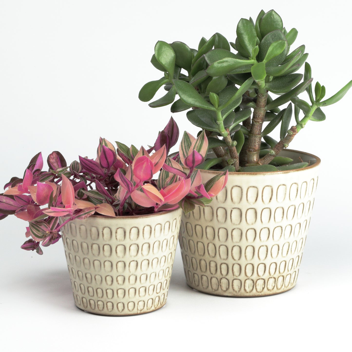 Cream scalloped Cone Small