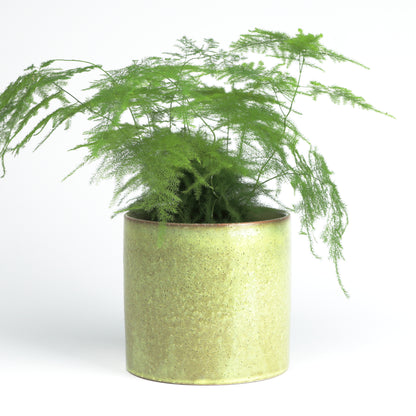 Summer Green Cylinder