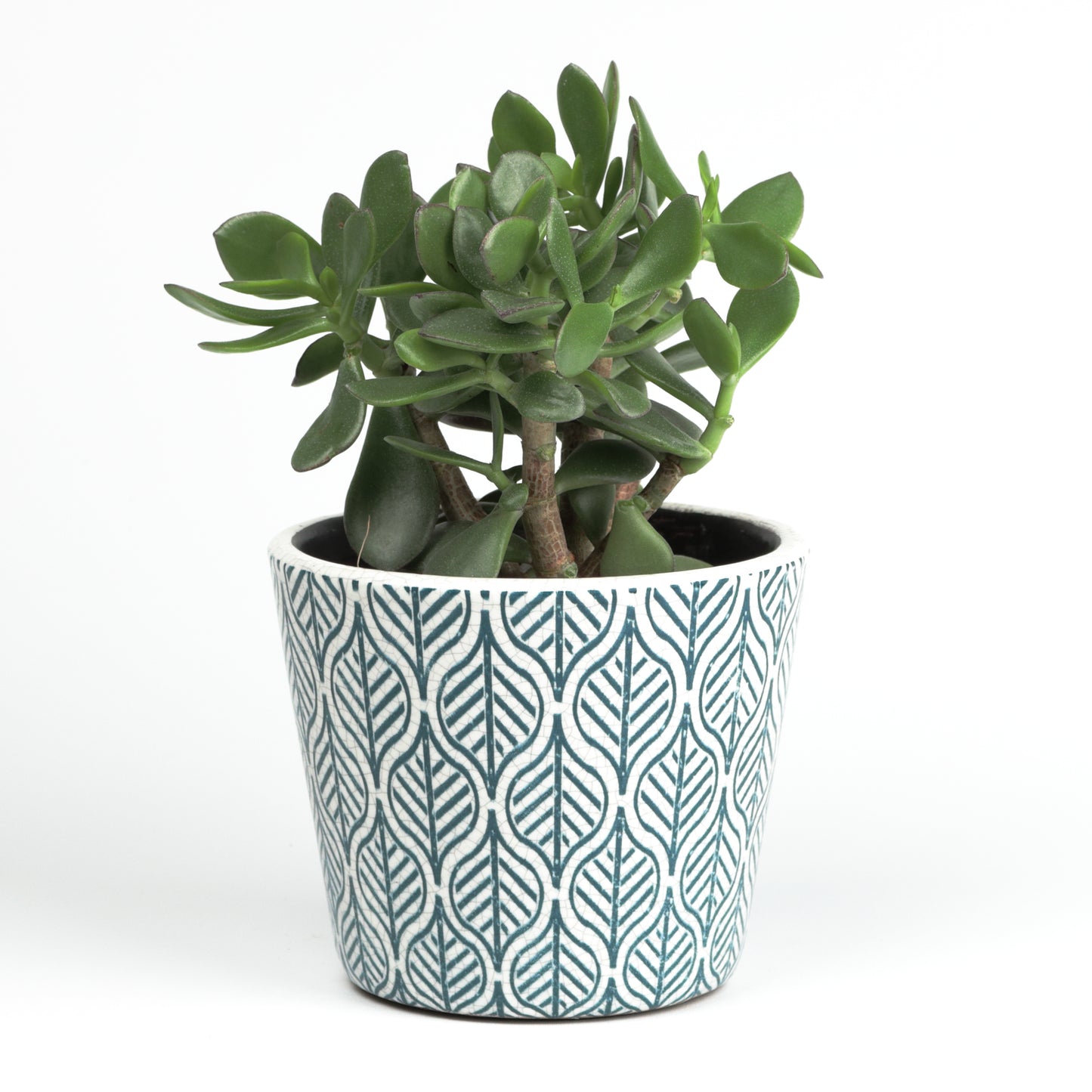 Structured Leaf Cone