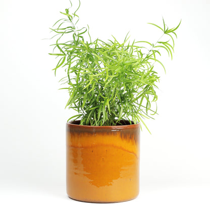 Amber sunset Large MISING SCENE PHOTO