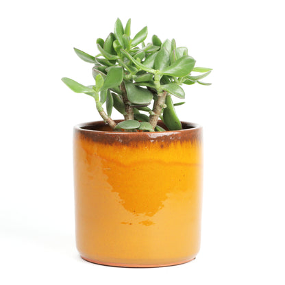 Amber sunset medium MISING SCENE PHOTO