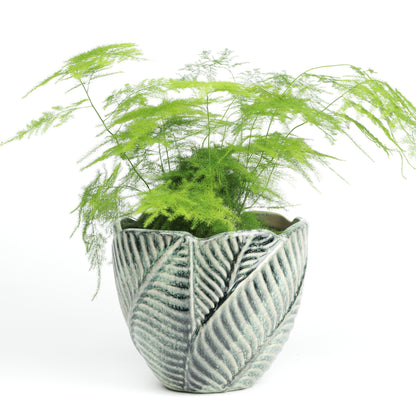 Jungle foliage MISSING SCENE