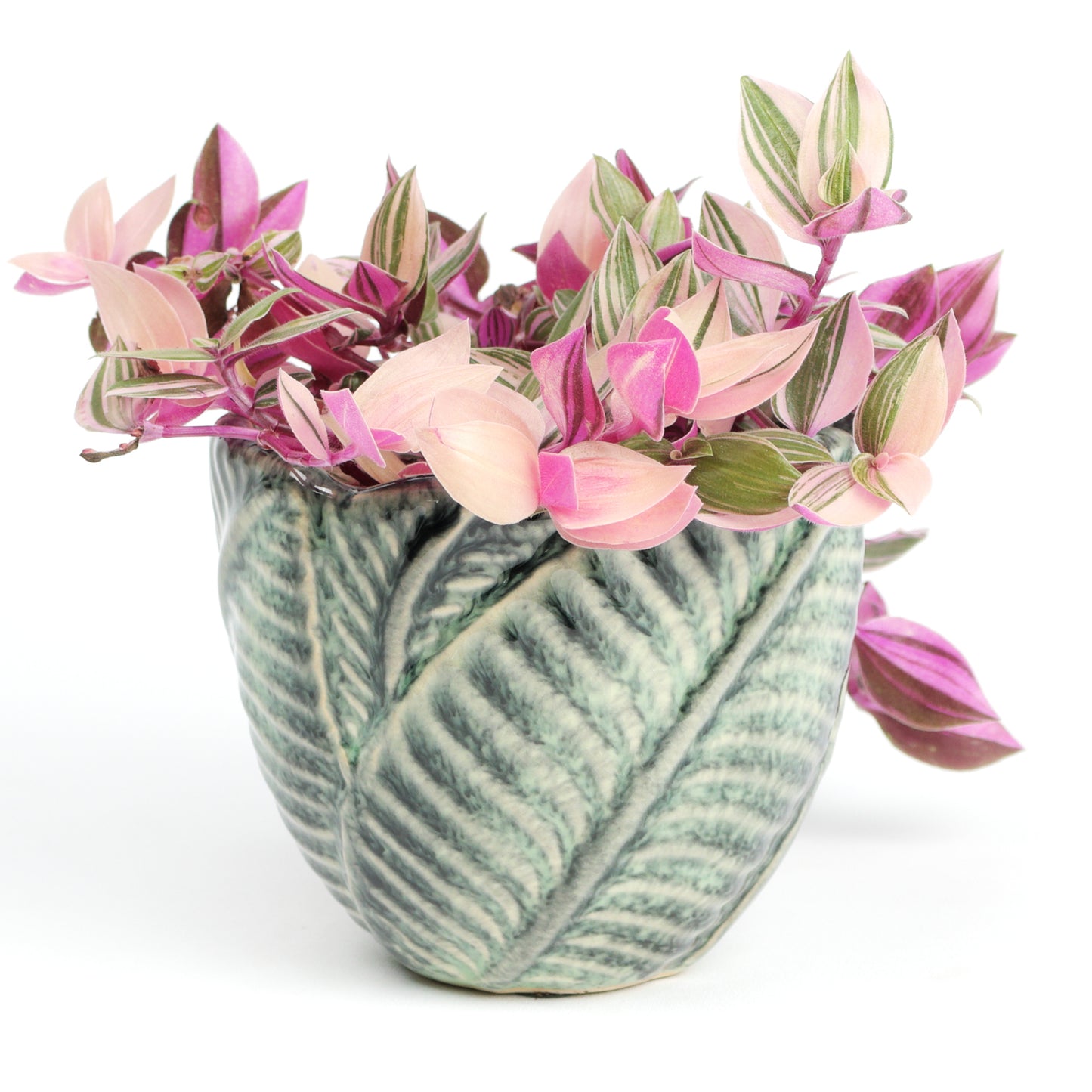 Jungle foliage MISSING SCENE