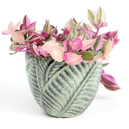 Jungle foliage MISSING SCENE