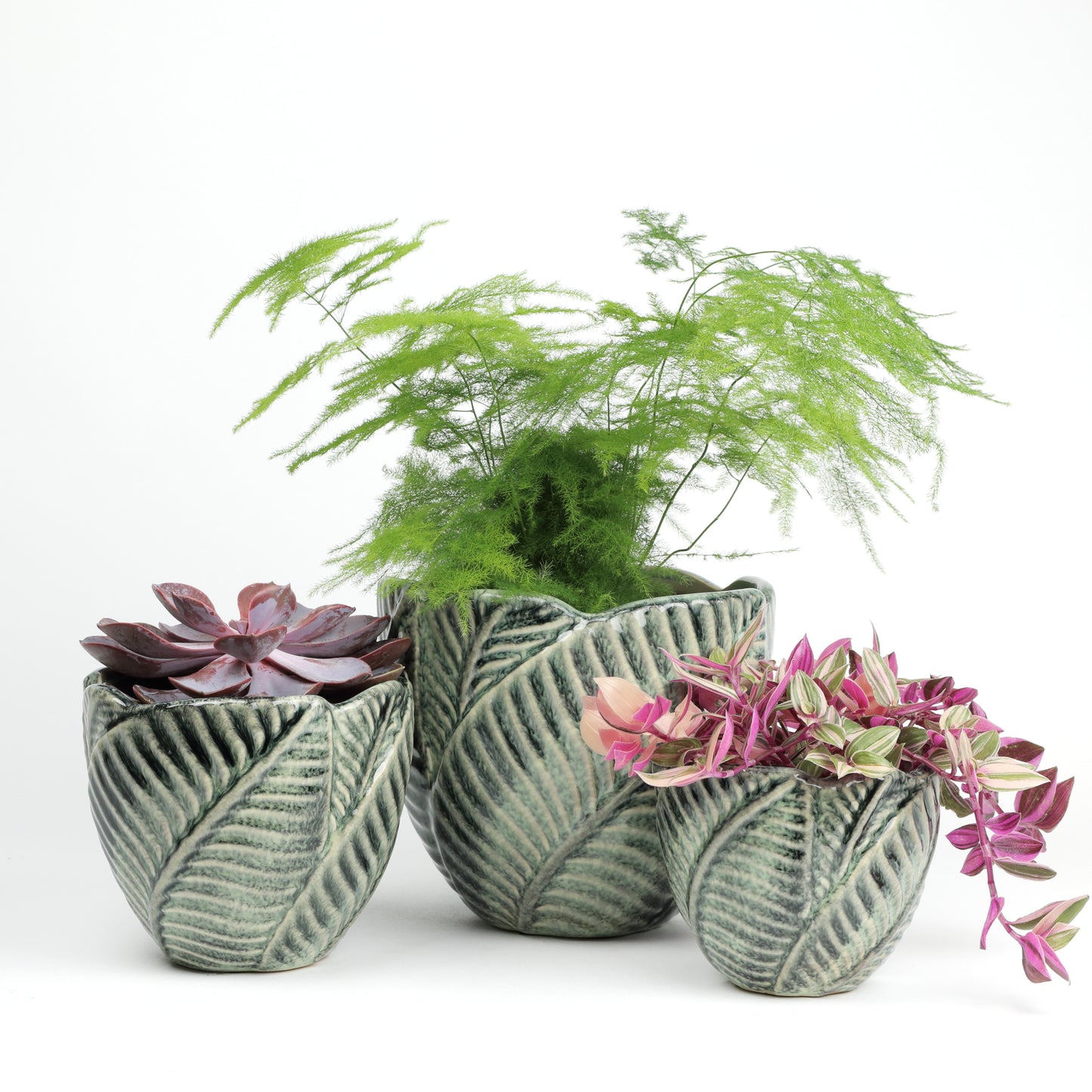 Jungle foliage medium