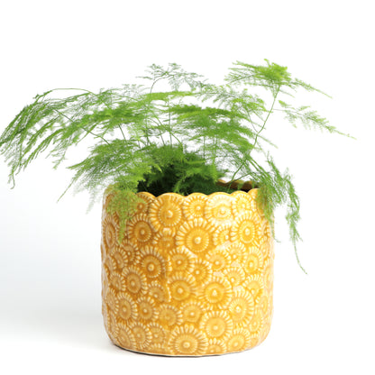 Sunshine Daisy - maybe large?