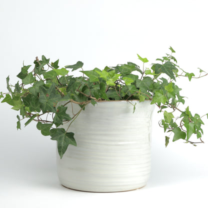 Ivory Wavy Planter