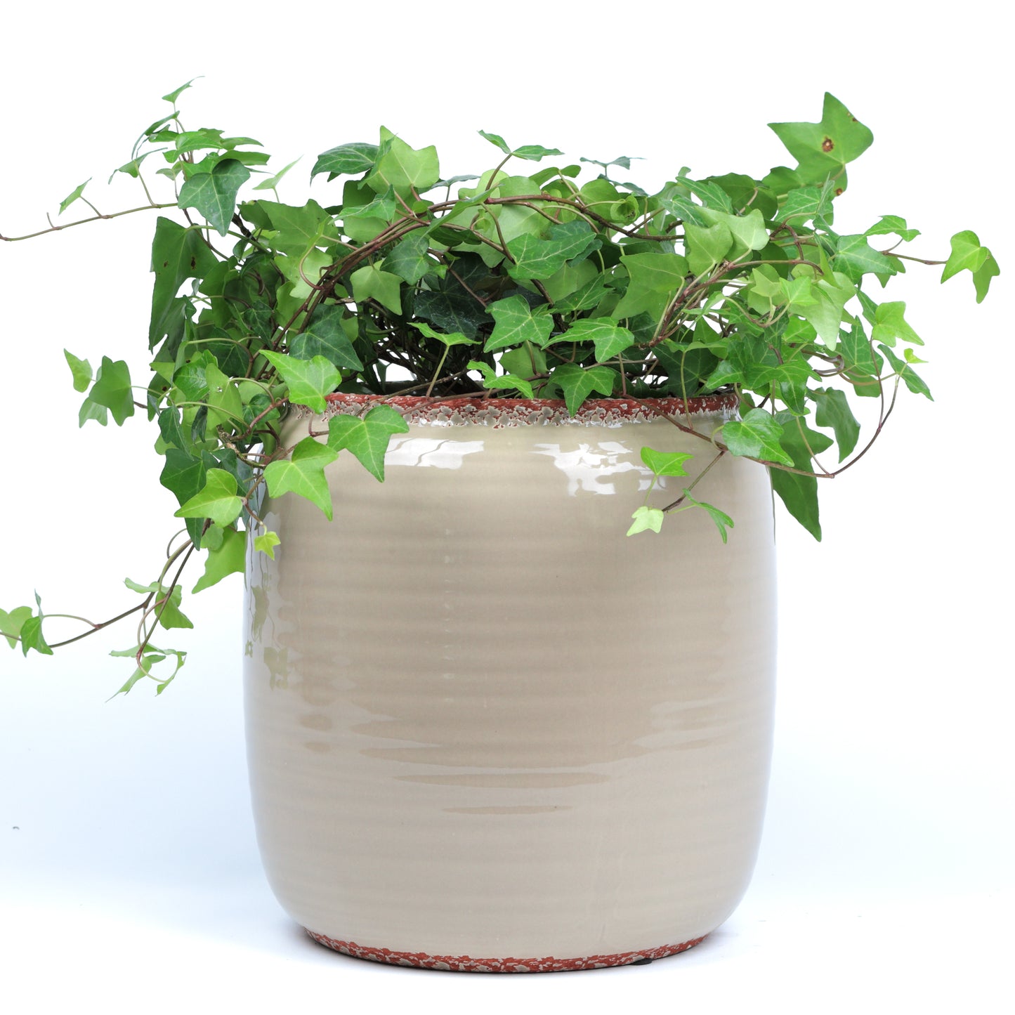 Tawny Planter Medium
