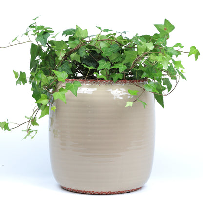 Tawny Planter Large