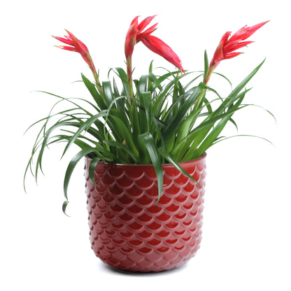 Scarlet Scales Small