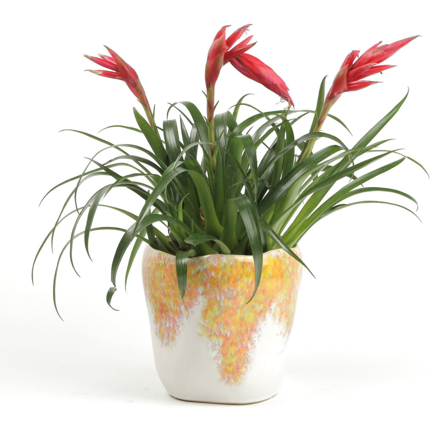 Summer Shrub Pot Small