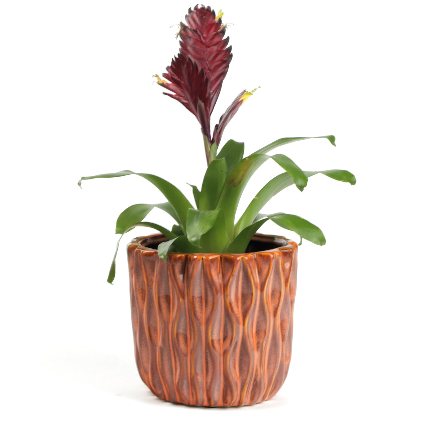 Organic Grapefruit Planter Large