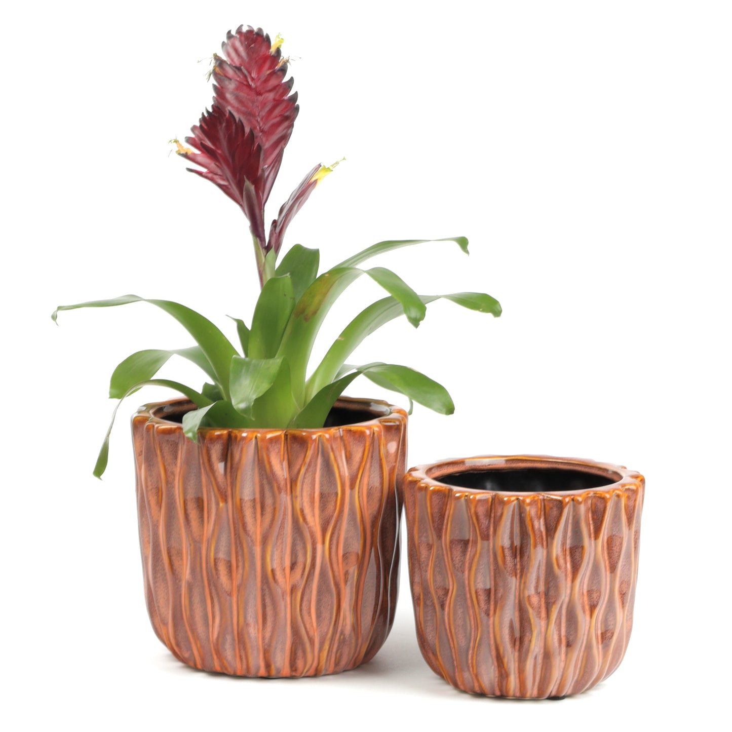 Organic Grapefruit Planter Large