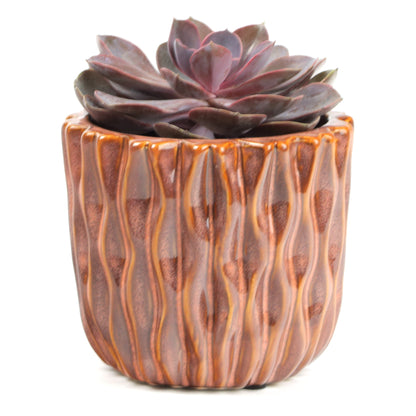 Organic Grapefruit Planter Small