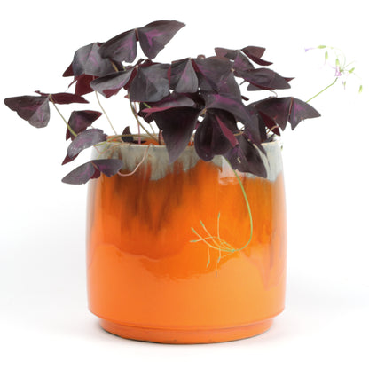 Apricot Cylinder Large