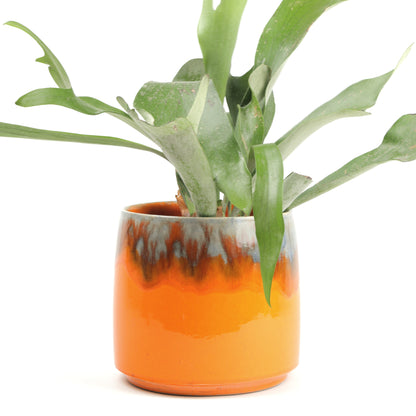 Apricot Cylinder Medium