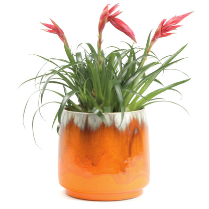 Apricot Cylinder Small