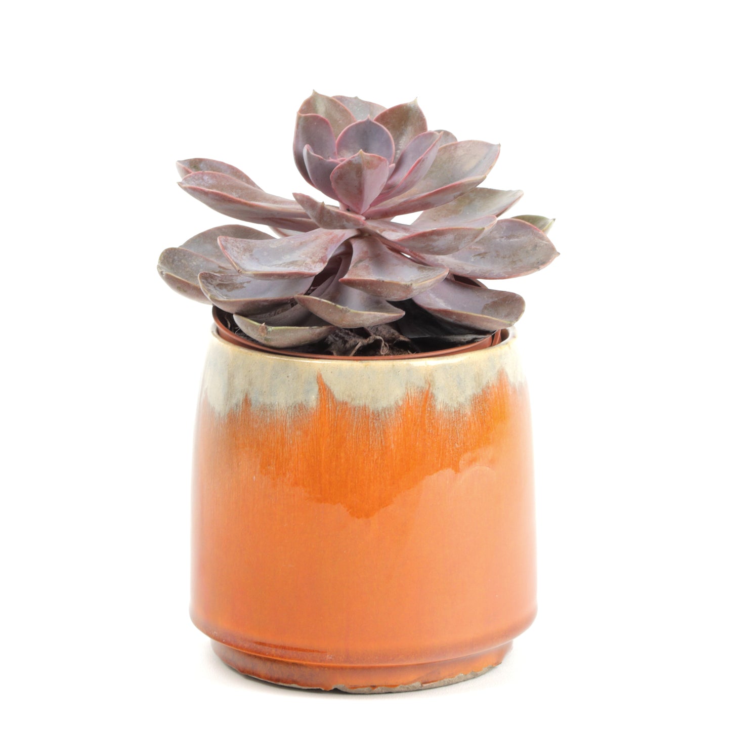 Apricot Cylinder Extra Small